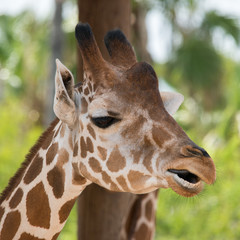Giraffe
