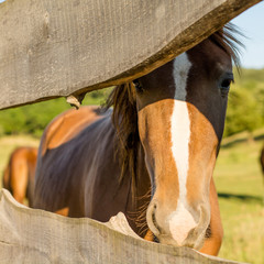 Close-up of Horse behind a wooden fence.