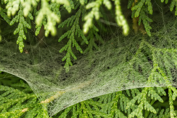 Very fine cobweb between the bushes