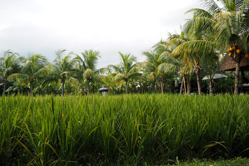 rice field