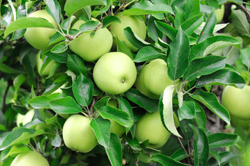green apples on the tree