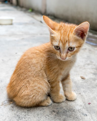 Cute brown kitten sit on concrete floor