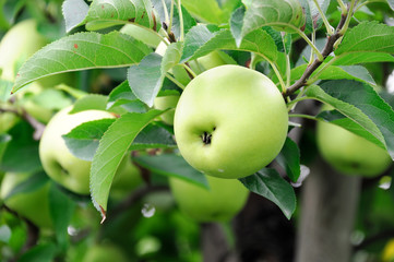green apples on the tree