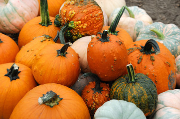 pumpkins on the farm field in harvest season
