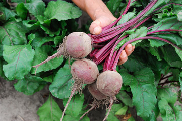 new picked bunch of beets in hand