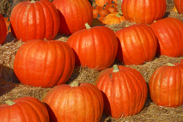 pumpkin harvest in autumn season