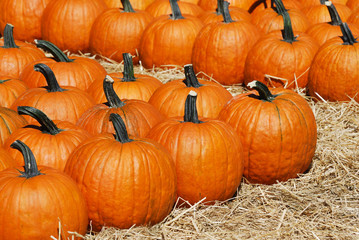 pumpkin harvest in autumn season