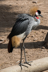 Grey Crowned Crane