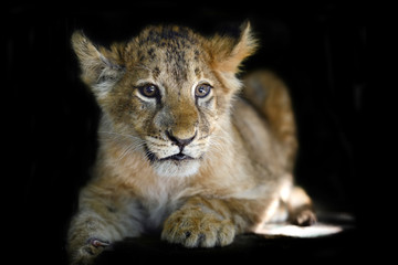 Plakat Little lion cub on black background