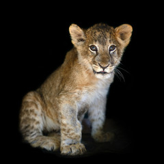 Fototapeta na wymiar Little lion cub on black background
