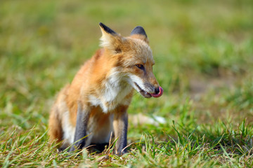 Red fox in nature