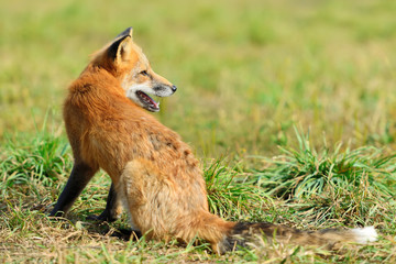 Red fox in nature