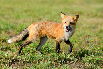 Red fox in nature
