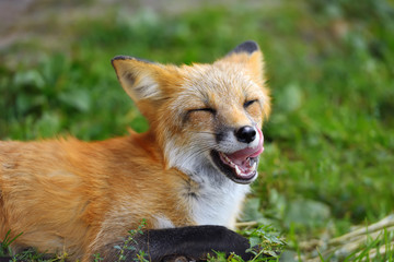 Portrait red fox in nature