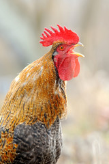 Beautiful Rooster