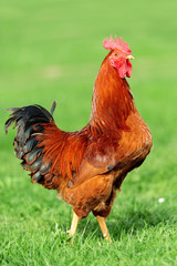 Rooster