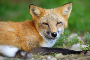 Portrait red fox in nature