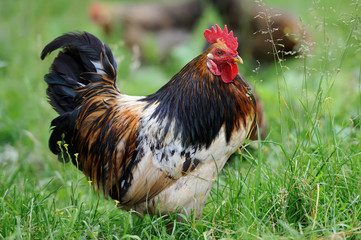 Rooster on nature background