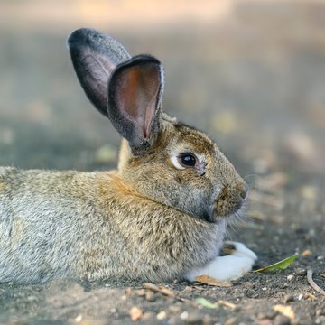 Close big rabbit