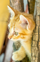 Cute brown kitten in outdoor backyard