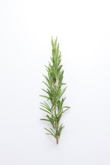 Obraz premium ローズマリー