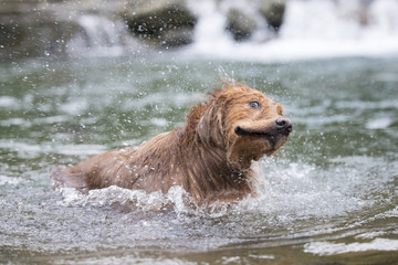 Golden retriever swimming in the river