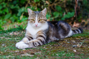 A beautiful tabby cat lying on the background of nature