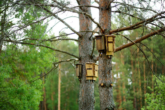 Bat boxes secured to pine tree trunk