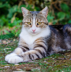 A beautiful tabby cat lying on the background of nature