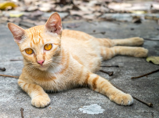 Fototapeta na wymiar Adult cat lay on outdoor garden