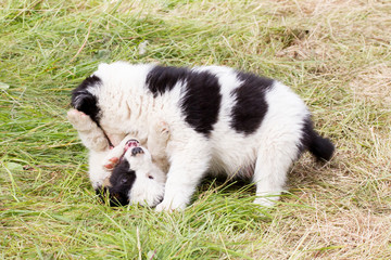 Two playful Border Collie puppies