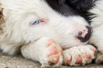 Border Collie puppy on a farm