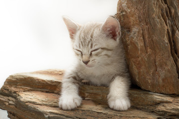 Kitten sleeping on rock