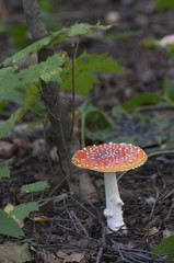 Toadstool mushroom