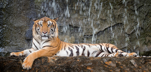 Naklejka na ściany i meble Tiger sit in deep wild