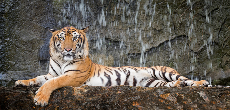 Tiger sit in deep wild
