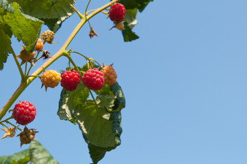 Obraz premium ripe raspberries growing on a branch