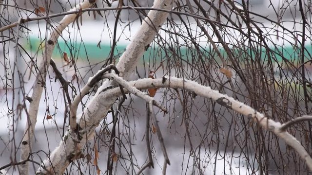 Slanting snow falls on background of leafless birch tree crown in city with branches and twigs swaying in wind in winter on white snowy background with some scarce old dry leaves.