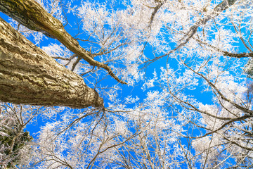Frozen trees in winter with blue sky