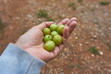 Indian gooseberries or emblicas in a girl hand. 