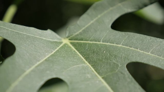 Green Ficus carica fruit plant leaf shallow DOF 4K 2160p 30fps UltraHD footage - Organic common fig tree vegetation and branches close-up 3840X2160 UHD video 