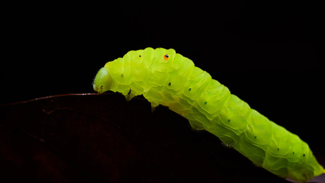 Small nice translucent green worm isolated