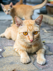 Cat lay on concrete floor with her child