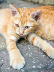Cute brown kitten lay on concrete floor