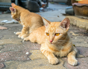 Cat lay on concrete floor with her child
