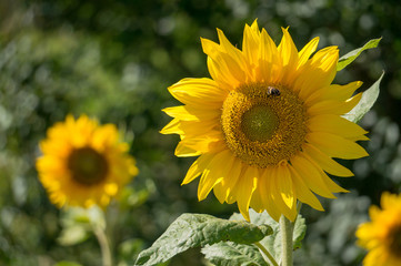 Sunflower blossoms in the sun