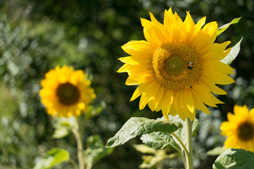 Sunflower blossoms in the sun