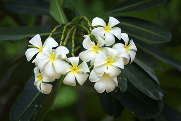 yellow plumeria  flower
