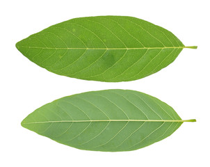 Fototapeta na wymiar Custard Apple leaf isolated on white background