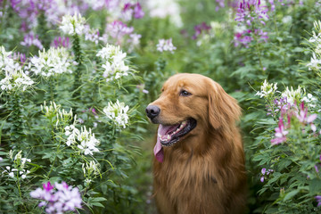 The cute golden retriever in the flowers